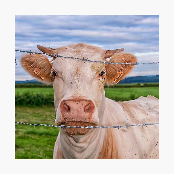 Curious cow Photographic Print