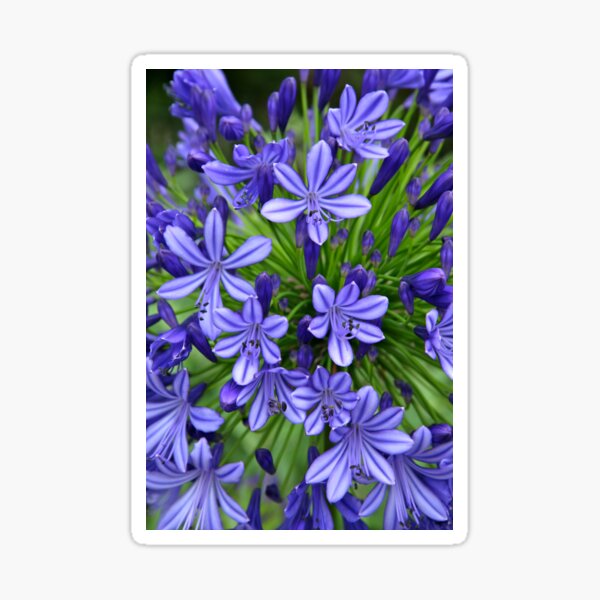 Agapanthus (portrait) Sticker