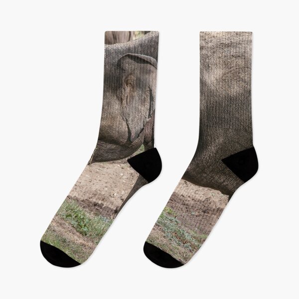 Item preview, Indian elephant eating grass designed and sold by Photopat.