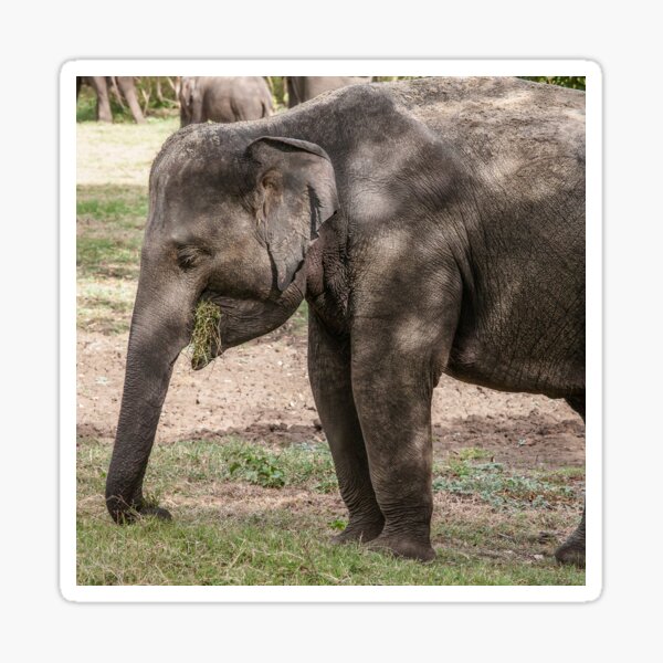Indian elephant eating grass Sticker