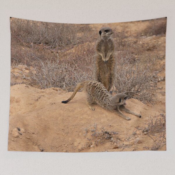 Item preview, Wild  Meerkats designed and sold by Photopat.