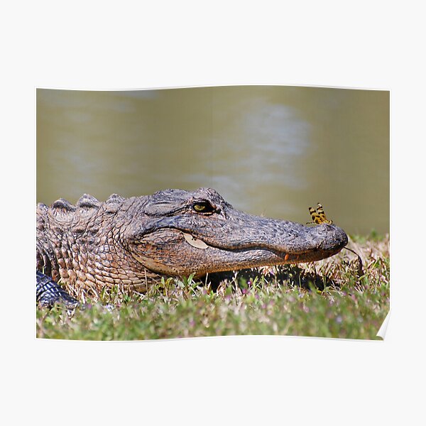 The Lazy Gator & The Dragonfly Poster