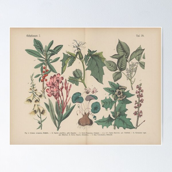 Item preview, Vintage botanical illustration designed and sold by ocd-dot.