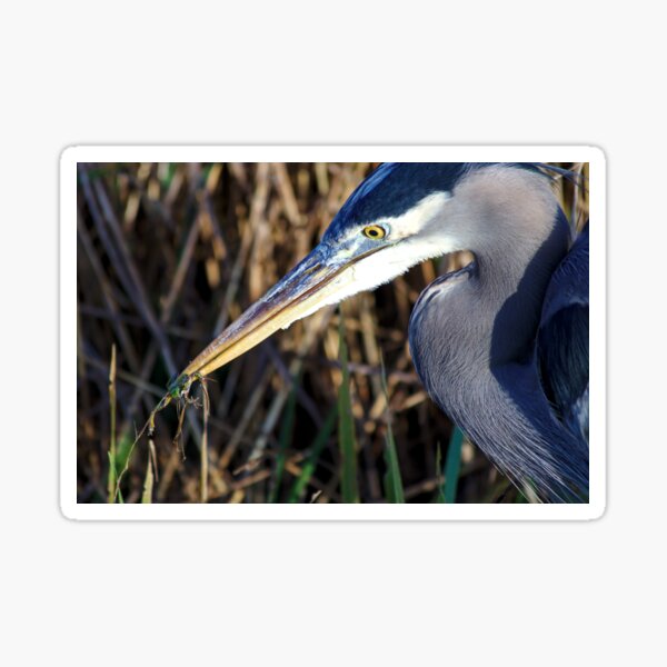 Grey heron and frog Sticker