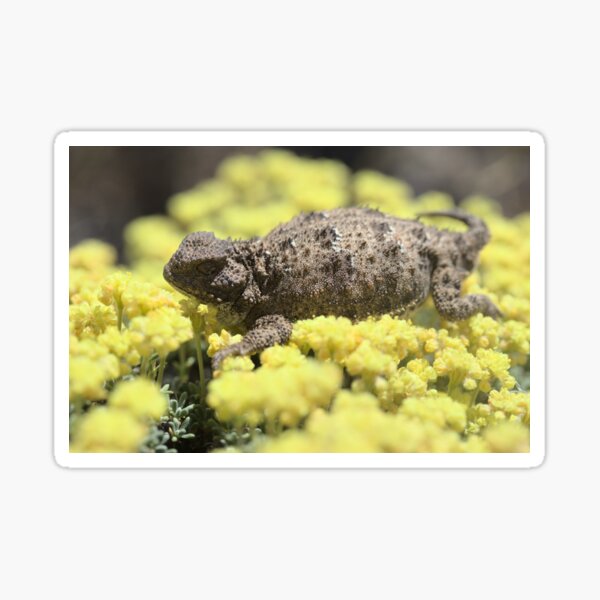 Pygmy shorthorn lizard Sticker