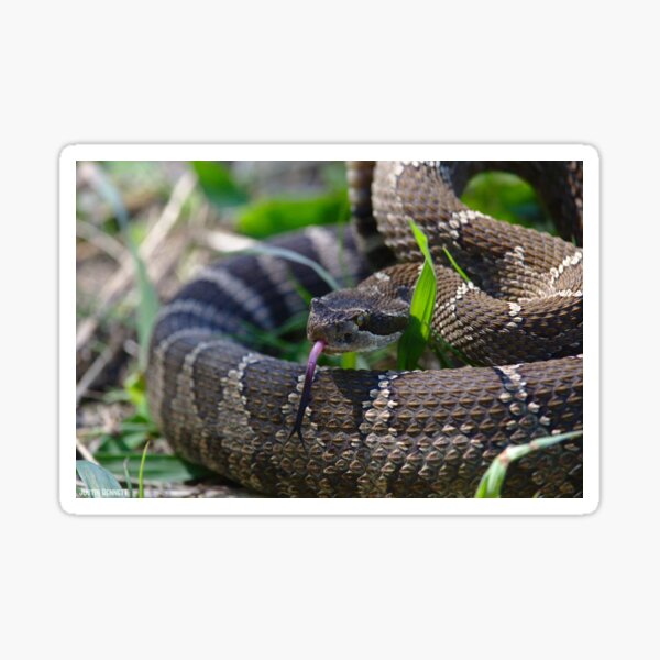 Northern Pacific Rattlesnake sniffing around Sticker