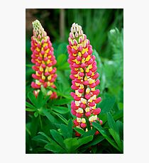 Lupins Photographic Print