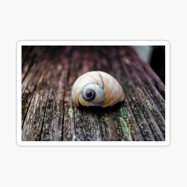 Snail shell Sticker