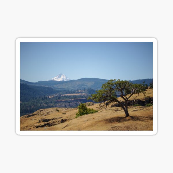 Looking at Mt. Hood Sticker
