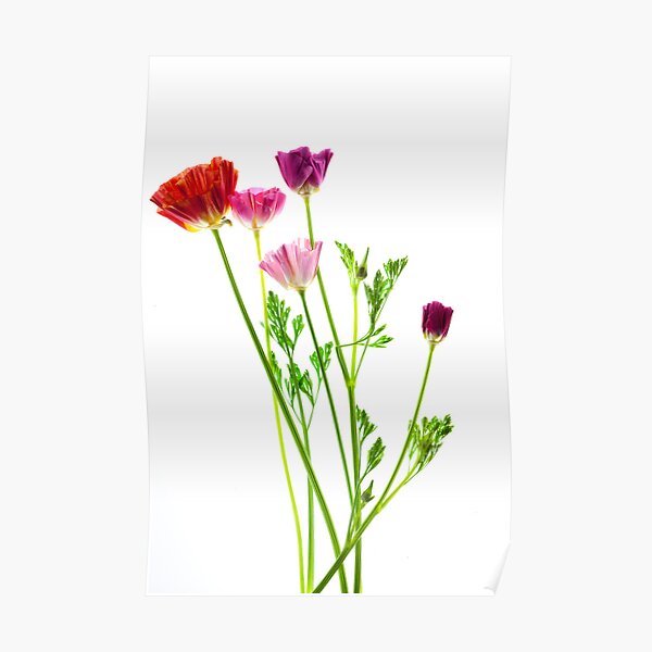 A handfull of California Poppies Poster