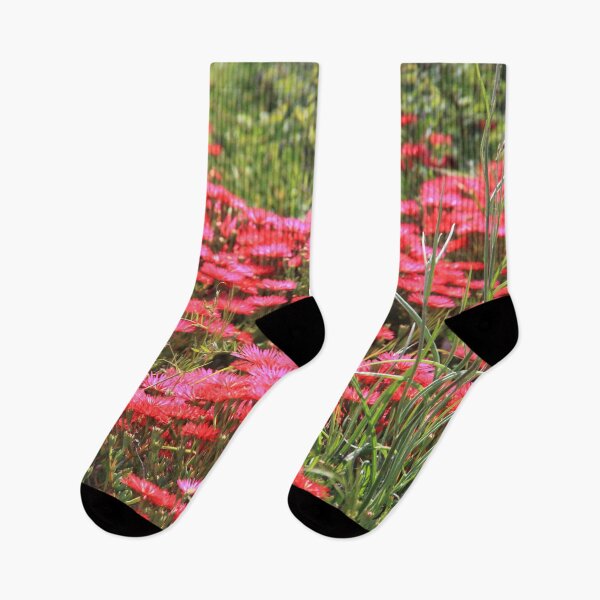Item preview, Bright colorful flowers of chrysanthemum in Corsica designed and sold by EstelleRossetti.