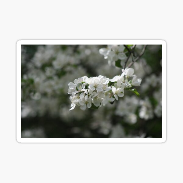 Item preview, Apple blossom 2020 designed and sold by RobynAIrving.