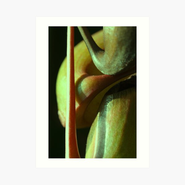 vegetal sensuality Art Print