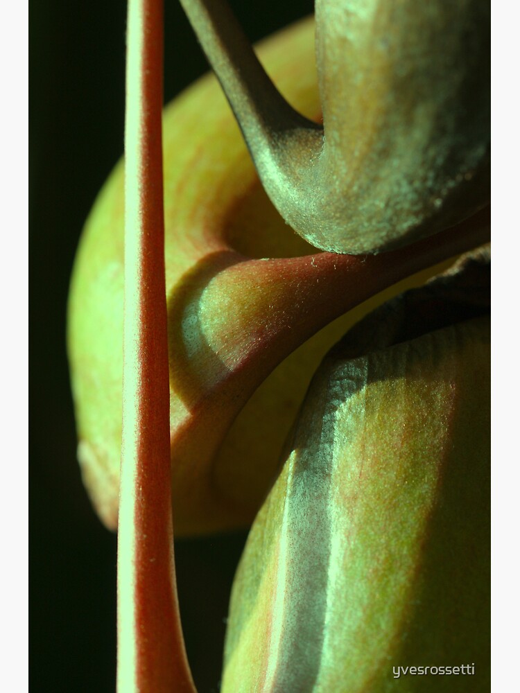 vegetal sensuality by yvesrossetti