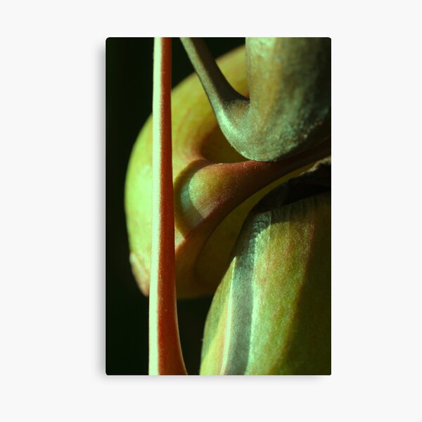 vegetal sensuality Canvas Print