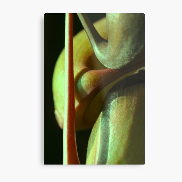 vegetal sensuality Metal Print