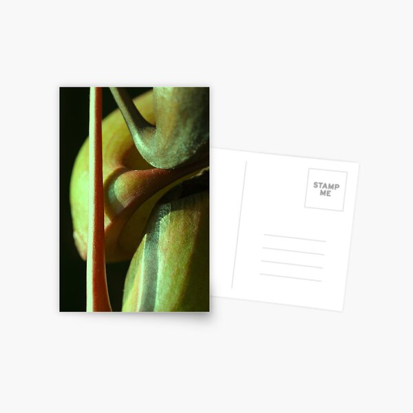 vegetal sensuality Postcard