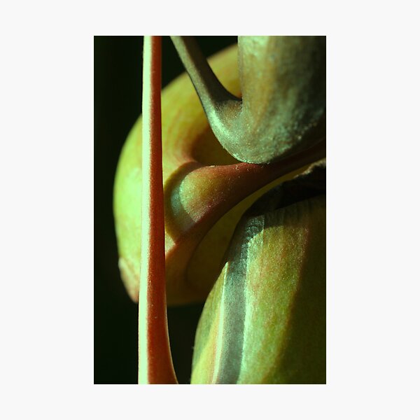vegetal sensuality Photographic Print
