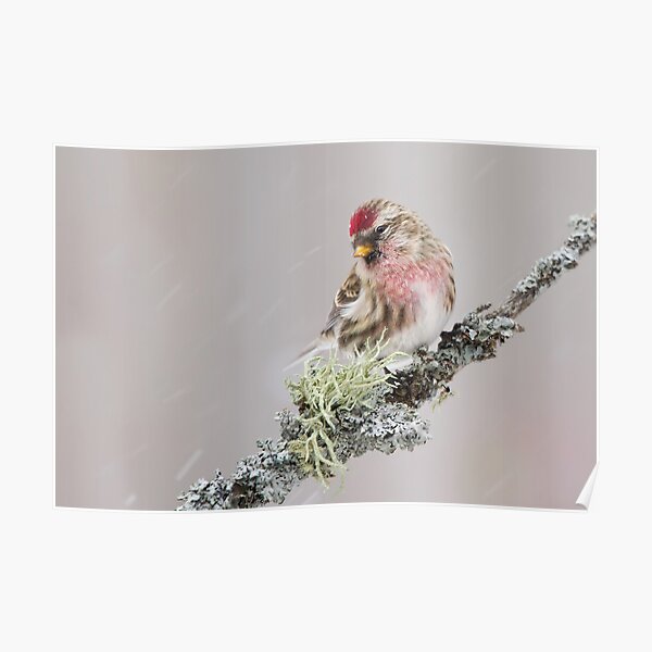 Common Redpoll Poster