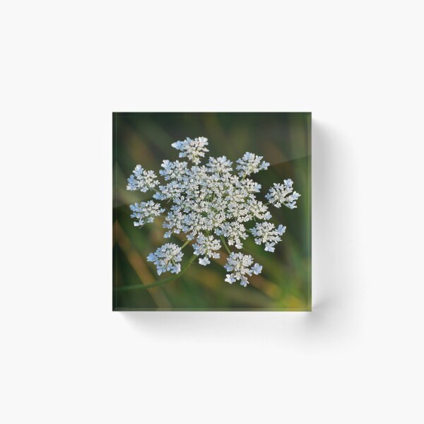 Item preview, Queen Anne's Lace designed and sold by ReneeKennedy.