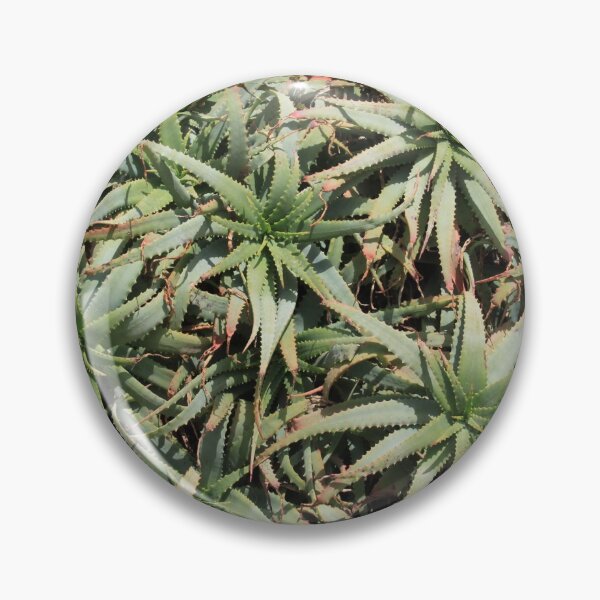 Item preview, Green succulent cabbage indoor plants designed and sold by EstelleRossetti.