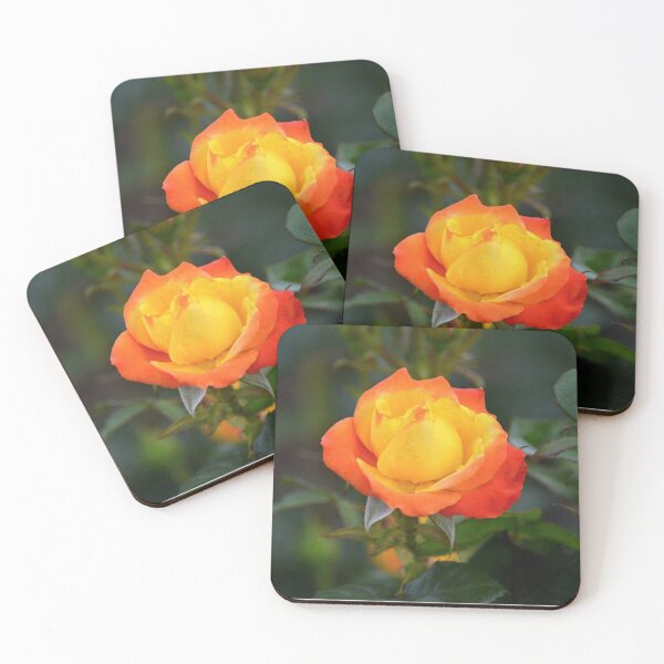 Item preview, Flaming Orange and Yellow Rose  designed and sold by ReneeKennedy.