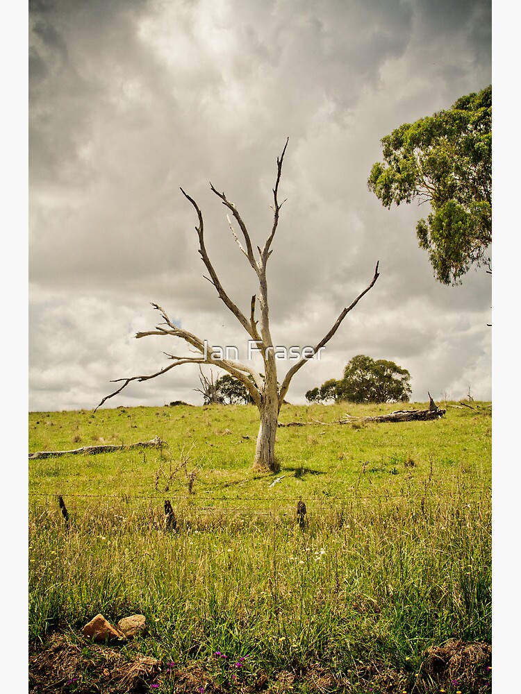 The Circle of Life by Mowog