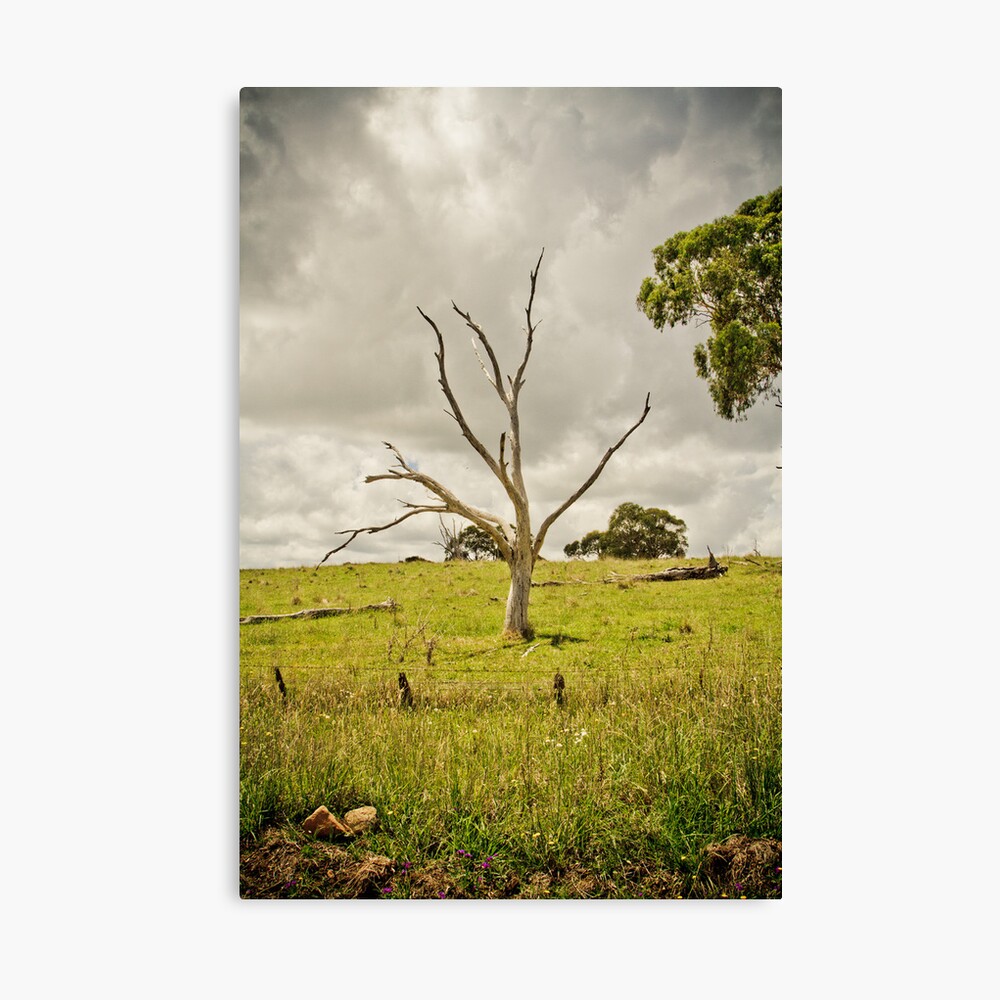 The Circle of Life Canvas Print