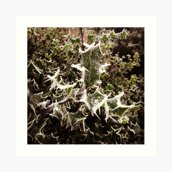 Frosty Holly Art Print
