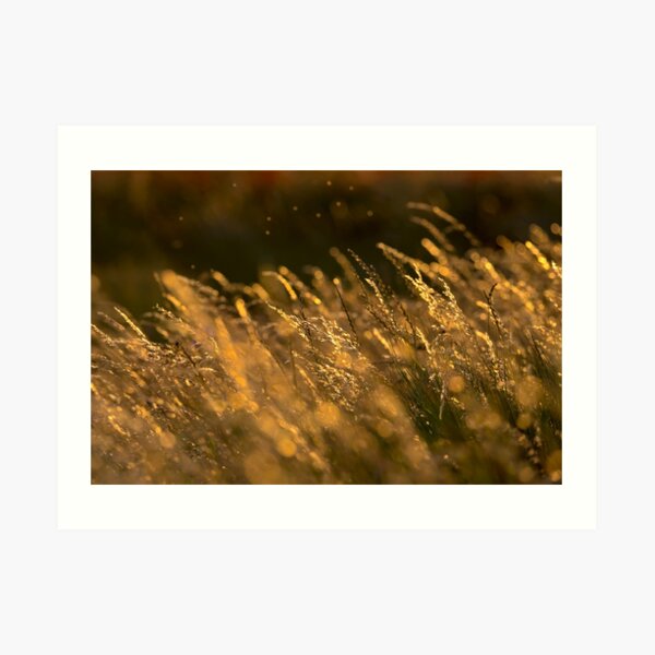 Summer Grasses 2 Art Print