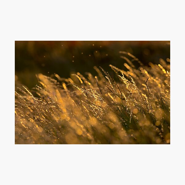 Summer Grasses 2 Photographic Print