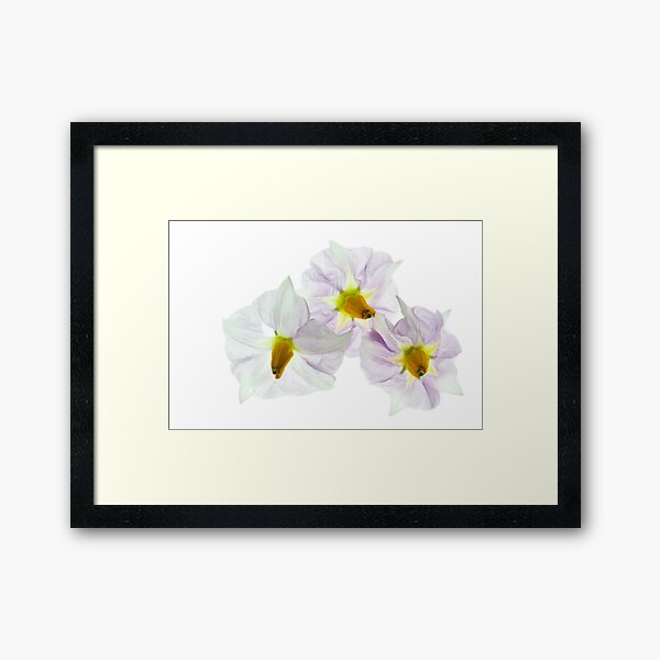 Delicate Framed Art Print