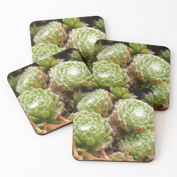 Item preview, Cactus webs designed and sold by kostolany244.