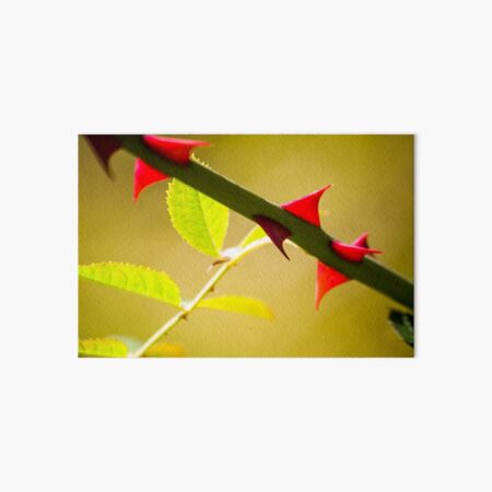 Lime green rose leaves with red thorns Art Board Print