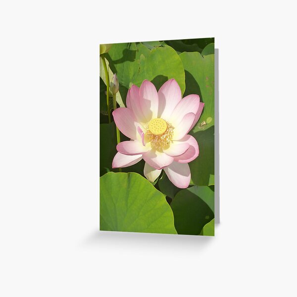 Expanding Lotus - Opening to the sunlight and other possibilities Greeting Card