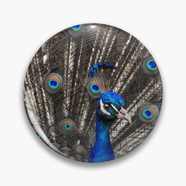 Item preview, #260 Peacock Pop designed and sold by phutball.