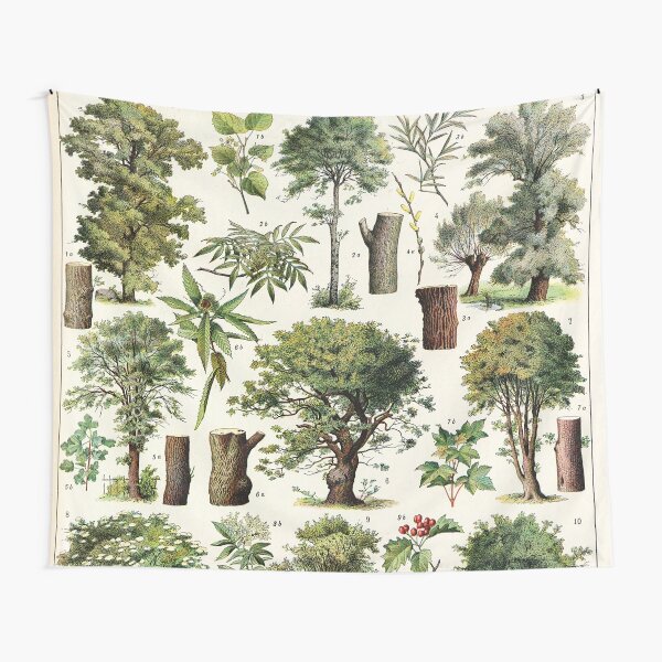 Adolphe Millot - Arbres A - French vintage botanical poster Tentures