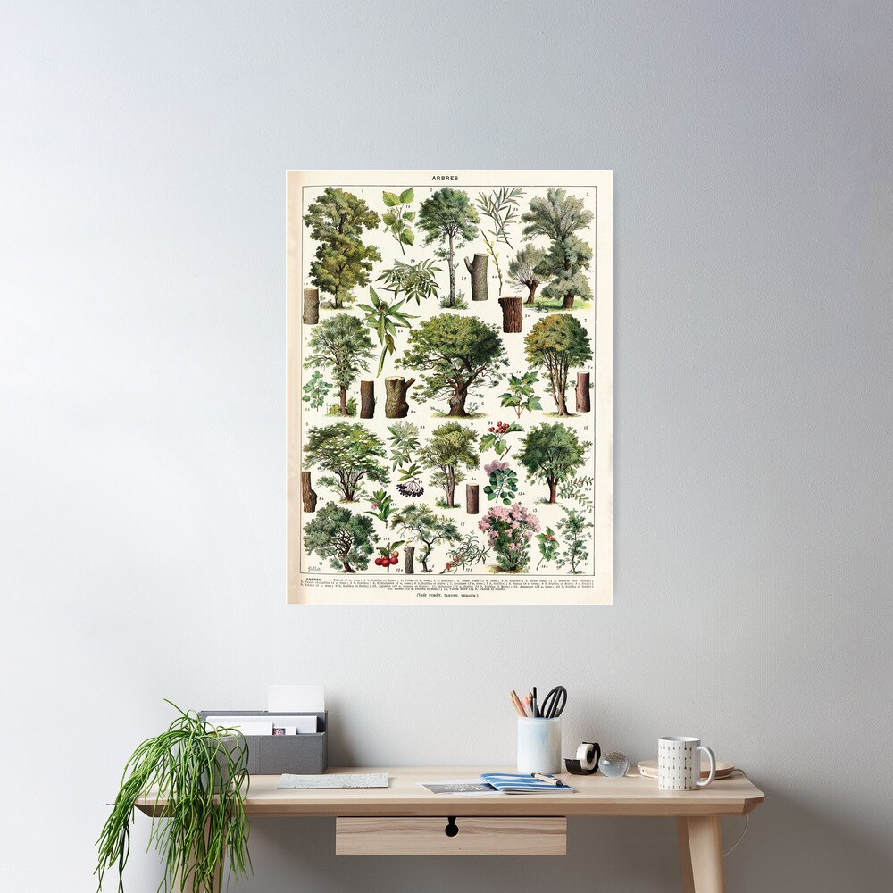 Adolphe Millot - Arbres A - French vintage botanical poster Poster