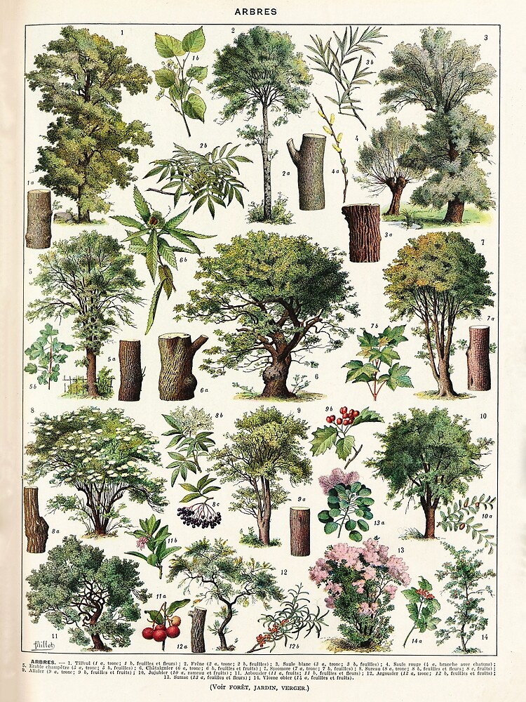 Adolphe Millot - Arbres A - French vintage botanical poster by DejaVuStudio