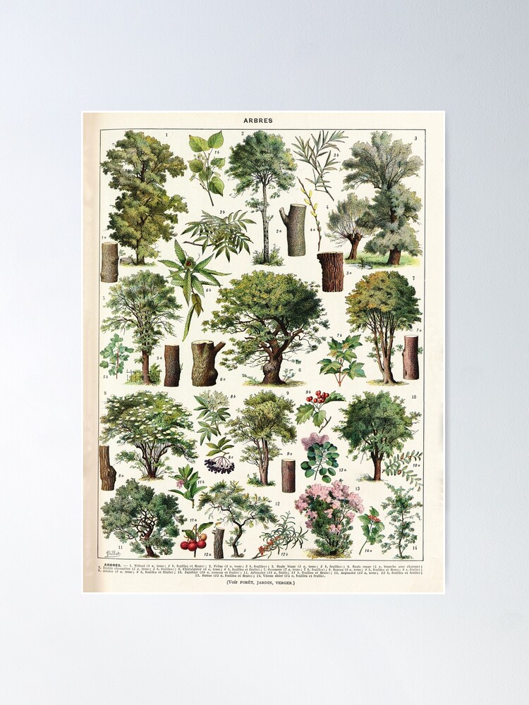 Alternate view of Adolphe Millot - Arbres A - French vintage botanical poster Poster