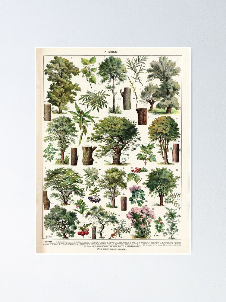 Adolphe Millot Arbres A French Vintage Botanical Poster Poster Von Dejavustudio Redbubble