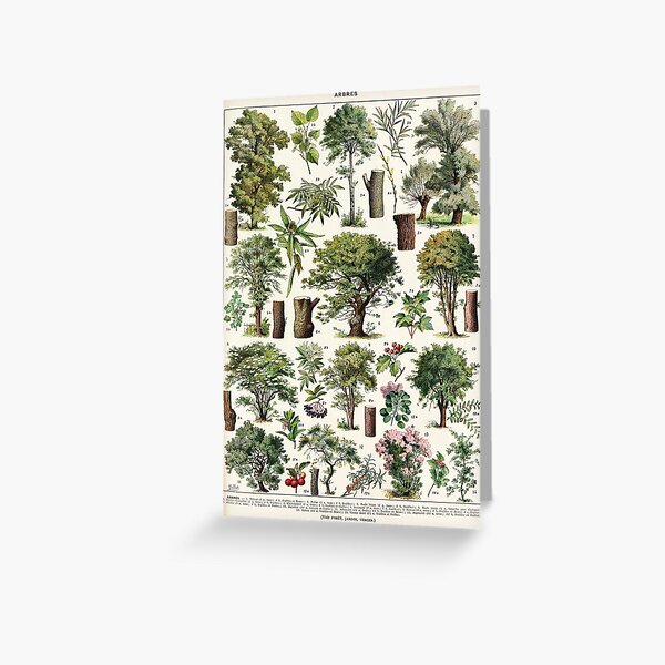 Item preview, Adolphe Millot - Arbres A - French vintage botanical poster designed and sold by DejaVuStudio.