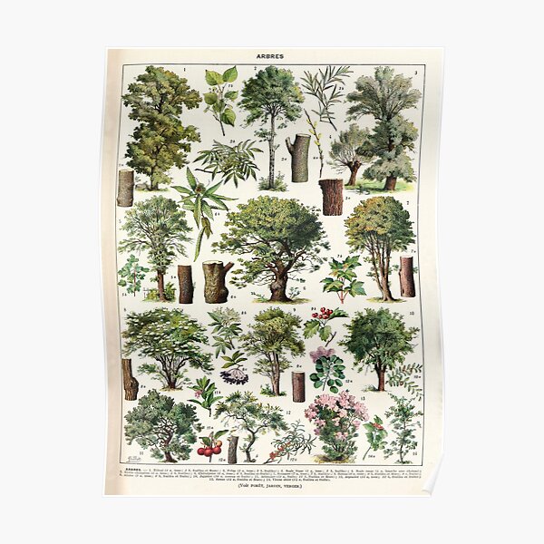 Adolphe Millot - Arbres A - French vintage botanical poster Poster