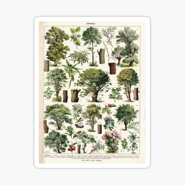 Adolphe Millot - Arbres A - French vintage botanical poster Sticker
