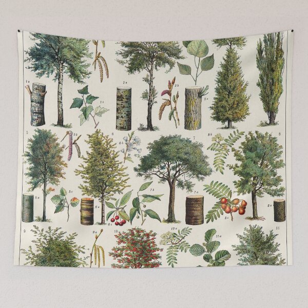 Item preview, Adolphe Millot - Arbres B - French vintage botanical poster designed and sold by DejaVuStudio.