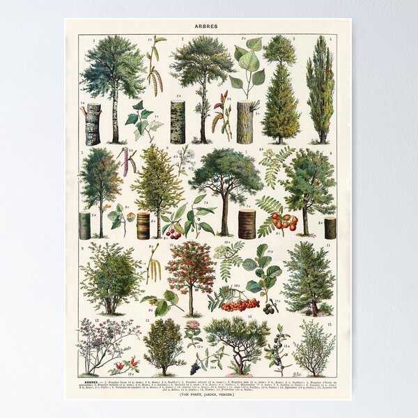 Item preview, Adolphe Millot - Arbres B - French vintage botanical poster designed and sold by DejaVuStudio.