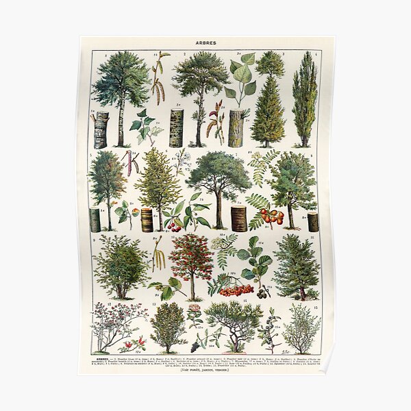 Adolphe Millot - Arbres B - French vintage botanical poster Poster