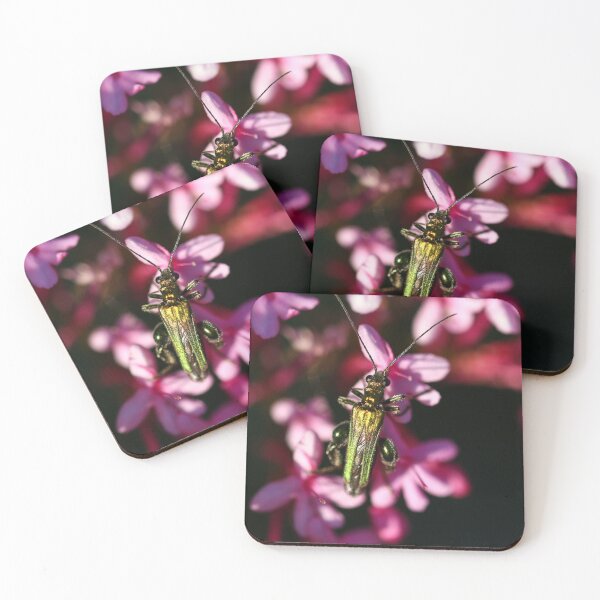 Item preview, Thick legged flower beetle (m) designed and sold by GreyFeatherPhot.