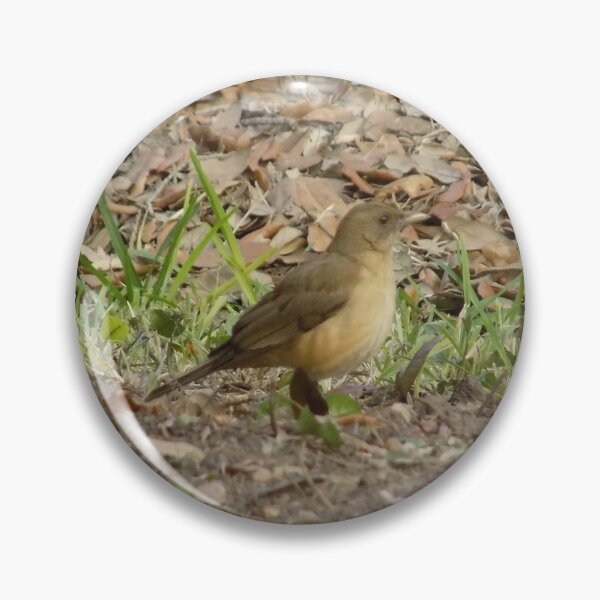 Artikelvorschau, Tonfarbene Drossel (Turdus Grayi) entworfen und verkauft von Inuyasha907.