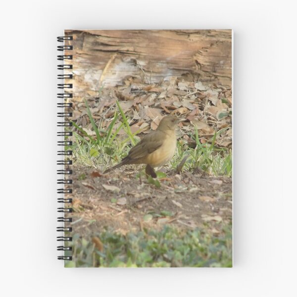 Item preview, Clay Colored Thrush (Turdus grayi) designed and sold by Inuyasha907.